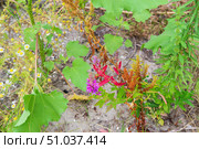 Красивый розовый цветок дербенника, Lythrum, с необычно окрашенными листьями. Стоковое фото, фотограф Андрей Цыганков / Фотобанк Лори