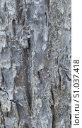 Detailed view of textured tree bark with a small ant. Natural patterns and earthy tones depict forest life. Стоковое видео, видеограф Marina Gabdullina / Фотобанк Лори