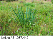 Ирис болотный, Iris pseudacorus, с высокими острыми зелёными листьями растёт на заболоченном лугу на опушке леса. Стоковое фото, фотограф Андрей Цыганков / Фотобанк Лори