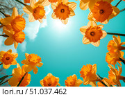 Bottom view of Yellow orange daffodil flower heads against sunny blue sky with space for text in middle Spring background greeting card. Стоковое AI-изображение, AI-художник Елена Гоосен / Фотобанк Лори