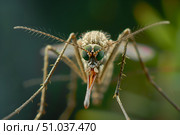 Mosquito close-up on green natural background Insectofauna Theme animals , malaria disease prevention. Стоковое AI-изображение, AI-художник Елена Гоосен / Фотобанк Лори