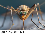 close-up portrait of a mosquito Entomology Malaria and dengue. Стоковое AI-изображение, AI-художник Елена Гоосен / Фотобанк Лори