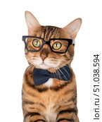 Bengal cat wearing a bow tie and glasses. Стоковое фото, фотограф Светлана Султанаева / Фотобанк Лори