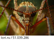 Macro photograph of a snipe fly showing intricate details. Стоковое AI-изображение, AI-художник Иван Рябоконь / Фотобанк Лори