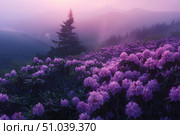 Purple rhododendrons blooming on misty mountain at sunset. Стоковое AI-изображение, AI-художник Иван Рябоконь / Фотобанк Лори
