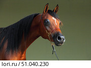 Arabian Horse, portrait of a bay stallion in stable background. Арабская лошадь, портрет гнедого жеребца чемпиона породы на фоне конюшни. Стоковое фото, фотограф Михаил Кондрашов / Фотобанк Лори