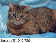 A beautiful adult cat with a warm brown-red brindle coloring lies on a soft blue blanket. Her expressive green eyes and calm look create a feeling of comfort and peace. The background is softly blurred, which emphasizes the main character of the picture - the pet. Стоковое фото, фотограф Анна Кривицкая / Фотобанк Лори
