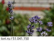 Lavender (lat. Lavandula) blooms in the garden. Lavender is a genus of plants in the family Lamiaceae or Labiatae. Стоковое фото, фотограф Андрей Жигальцов / Фотобанк Лори