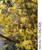 Bright Yellow Forsythia in Full Bloom. Стоковое фото, фотограф Алексей Сорокин / Фотобанк Лори