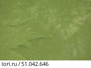Поверхность пруда, покрытая зелеными водорослями (цветение воды), с тенями рыб, плавающих под водой. Эвтрофикация и загрязнение водоема. Стоковое фото, фотограф Евгений Ковальский / Фотобанк Лори