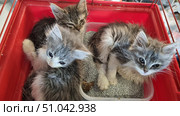 Three small, weak and wet kittens sit in a red carrier. Two of them are inside a container of litter, and one is next to it. Their fur is wet and matted, their eyes are inflamed and partially closed, indicating illness and the need for urgent help. The kittens look tired and exhausted, huddled together for warmth and support. The atmosphere of the photo conveys the fragility and vulnerability of small animals, as well as the importance of timely rescue and veterinary care. Стоковое фото, фотограф Анна Кривицкая / Фотобанк Лори