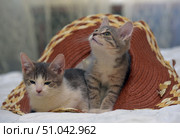Two cute kittens lie together on a soft surface, partially covered and playing in a warm brown woven straw hat with decorative inserts. One kitten, gray and white, is reclining, slightly squinting his eyes, creating a peaceful impression. The other, a gray tabby with a white chest, has raised himself and is looking up with curiosity, as if he has noticed something interesting. Soft diffused light highlights the texture of the hat and the softness of the fur, creating a cozy and homely atmosphere. Стоковое фото, фотограф Анна Кривицкая / Фотобанк Лори