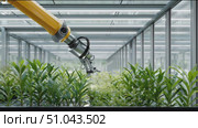 Innovative robotic arm tends to plants in high-tech greenhouse for sustainable agriculture. Стоковое AI-видео, аниматор Сергей Толмачёв / Фотобанк Лори