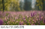 Field covered in purple flowers with tall trees in the background, creating a picturesque natural scene. Стоковое AI-видео, аниматор Данила Большаков / Фотобанк Лори