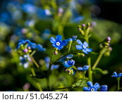 blue flowers Brunnera sibirica forget-me-not close up. Стоковое фото, фотограф Дмитрий Коростылев / Фотобанк Лори