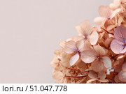Hydrangea blooming. Peach heads of hydrangea flower petals. Beautiful Garden. Landscaping trend. Shrubbery blooms. Closeup hydrangea flowers. Space for text. Abstract minimal design. Soft shadow. Card. Стоковое AI-изображение, AI-художник Марина Демидюк / Фотобанк Лори