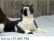 A black and white cat with a distinctive symmetrical coloring. The animal lies on a bed with a white and gray striped blanket, leaning on its front paws, and with its head raised up, as if watching something interesting. The white chest and paws contrast with the black fur on its back and head, and a unique pattern of black and white areas is noticeable on the muzzle. In the background, a slightly blurred interior with beige curtains and a brown pillow creates a homely and cozy atmosphere. The cat looks calm and focused. Стоковое фото, фотограф Анна Кривицкая / Фотобанк Лори