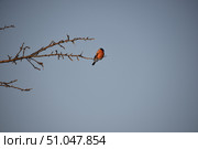 Снегирь на сухой ветке на фоне голубого неба. Стоковое фото, фотограф Николай Кузнецов / Фотобанк Лори