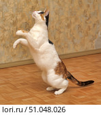 A calico cat with white, red and black fur stands on its hind legs on a parquet floor, raising its front paws in a playful pose. The animal stretches upward, looking to the side, which creates a dynamic and lively frame. The short, smooth fur shines in the warm light, emphasizing the contrast of bright spots on a white background. In the background is a wall with decorative plaster, creating a cozy homely atmosphere. Стоковое фото, фотограф Анна Кривицкая / Фотобанк Лори