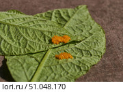 Colorado potato beetle eggs on a potato leaf are a danger to the crop. A close-up of eggs of a Colorado potato beetle on the underside of a leaf. Стоковое фото, фотограф Андрей Жигальцов / Фотобанк Лори