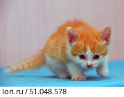 A cute ginger kitten with white paws and a muzzle walks forward on a blue surface, as if sneaking. Its fluffy fur is softly illuminated, and its large dark eyes are directed downwards, creating an impression of curiosity and caution. In the background is a blurred pink and lilac wall, which emphasizes the kitten's bright coloring. The photo conveys the charm of childish spontaneity and the playful nature of a small pet. Стоковое фото, фотограф Анна Кривицкая / Фотобанк Лори