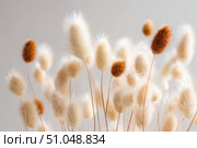 Dry grass close up. Selective focus. Beautiful withered plants on white. Creamy colour dried grass on white. Abstract brown flowers, herbs. Pastel natural colors. Neutral Earth tones. Pampas, seeds. Стоковое AI-изображение, AI-художник Марина Демидюк / Фотобанк Лори