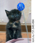 A small tortoiseshell tricolor kitten sits up on its hind legs and looks at a toy. The toy is a blue plastic sphere on a spring, fixed on a pink plastic platform. The kitten has bright blue eyes, soft fluffy fur with black, red and cream markings. The background is an apartment interior with wallpaper and a wooden baseboard, small abrasions are visible on the wallpaper. The photo conveys the atmosphere of home comfort and playfulness of the pet. The kitten's breed is a mongrel (domestic shorthair/longhair depending on future hair growth), color is tortoiseshell. Стоковое фото, фотограф Анна Кривицкая / Фотобанк Лори