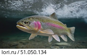 Rainbow trout swimming underwater montage. Стоковое AI-видео, аниматор Юрий Поздников / Фотобанк Лори