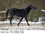 A black horse walking on a bridle across a snow-covered area. The animal is wearing a blue halter, its head is slightly extended forward, and its ears are directed backward, which may indicate alertness or resistance. The horse's coat is thick and shiny, and its tail is long and fluffy. In the background, bare bushes and a wooden fence are visible, creating the atmosphere of a winter rural landscape. Part of the man holding the horse is visible on the right in the frame - he is wearing white gloves and a light jacket.The breed is not precisely determined from the photo, but outwardly the horse resembles a young specimen of a riding breed, for example, a Russian riding horse or an Orlov-Russian horse, with a pure black coat color (black color). Стоковое фото, фотограф Анна Кривицкая / Фотобанк Лори