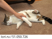 A tricolor (white with brown and black spots) shorthaired cat lying on its side on a soft beige carpet. The cat has its eyes closed, relaxed and appears to be sleeping or dozing. Its front paw is in the hand of the person who is holding it gently, evoking a feeling of trust and calm. The cat's hind legs are slightly bent, the belly is open, which also indicates a complete sense of security. The tail is dark with distinct black rings. The scene is warm and homely, conveying an atmosphere of coziness and affection.Domestic shorthair cat (color - white with tabby spots). Стоковое фото, фотограф Анна Кривицкая / Фотобанк Лори