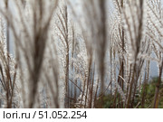 Пушистые колоски, осенние растения, увядающая природа. Стоковое фото, фотограф Ирина Чиркова / Фотобанк Лори