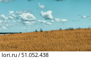 A large field with a wheat crop and several trees in the background. Стоковое видео, видеограф Ярославский Максим / Фотобанк Лори