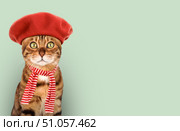 Studio portrait of adult bengal cat on green background with copy space. Стоковое фото, фотограф Светлана Султанаева / Фотобанк Лори