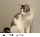 A beautiful white and gray domestic cat with expressive green eyes sits leaning against a light wall. The soft white fur is harmoniously combined with gray and brown stripes on the back and head. The cat looks thoughtful, slightly bowing its head and looking down. Its gentle and calm character is guessed by its relaxed posture and soft expression on its face. The background is neutral, which emphasizes the grace and sophistication of the animal. Стоковое фото, фотограф Анна Кривицкая / Фотобанк Лори