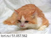 A fluffy ginger and white cat lies on a soft white fabric, slightly stretched forward. Its thick fur of warm ginger shades harmoniously combines with white areas on the muzzle, chest and paws. The cat looks calm, but a little tired, with a soft, thoughtful look in her yellow eyes. Soft lighting emphasizes the fluffy texture of the fur and creates a cozy atmosphere in the frame. Стоковое фото, фотограф Анна Кривицкая / Фотобанк Лори