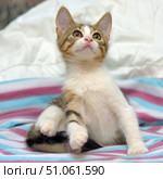 A charming kitten with a white chest and paws, as well as a striped-red pattern on the back and muzzle, sits on a bright striped blanket. The animal raised its head up, looking attentively at something, with an expression of curiosity and delight in its large amber eyes. Soft lighting emphasizes the fluffiness of the fur and the delicate features of the muzzle. The snow-white background of the pillow in the background creates a contrast, thanks to which the kitten looks even more expressive. Стоковое фото, фотограф Анна Кривицкая / Фотобанк Лори