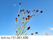 Кровохлёбка лекарственная (Sanguisorba officinalis) на фоне неба. Стоковое фото, фотограф Александр Тараканов / Фотобанк Лори