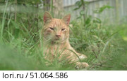 Ginger cat relaxing in green grass. Стоковое видео, видеограф Андрей Знаменский / Фотобанк Лори