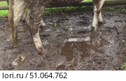 Cow stepping into mud puddle in farm enclosure. Стоковое видео, видеограф Андрей Знаменский / Фотобанк Лори