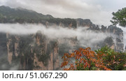 Misty mountain landscape. The sheer cliffs pillars are shrouded in fog. Peaks in the clouds. Green vegetation on steep slopes. In the foreground is a branch with red autumn leaves. China. Zhangjiajie. Стоковое фото, фотограф Вера Ивановна Кубарева / Фотобанк Лори