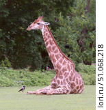 Жираф сидит на лужайке в Московском зоопарке.(лат.Giraffa camelopardalis) Стоковое фото, фотограф Шустикова Татьяна / Фотобанк Лори