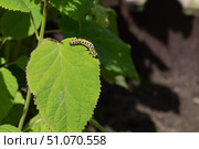 Гусеница капюшонницы салатной (Cucullia lactucae) на листе гортензии Caterpillar (Cucullia lactucae) on a hydrangea leaf. Стоковое фото, фотограф Краснова Ирина / Фотобанк Лори