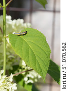 Гусеница капюшонницы салатной (Cucullia lactucae) на листе гортензии Caterpillar (Cucullia lactucae) on a hydrangea leaf. Стоковое фото, фотограф Краснова Ирина / Фотобанк Лори
