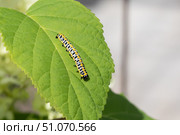 Гусеница капюшонницы салатной (Cucullia lactucae) на листе гортензии Caterpillar (Cucullia lactucae) on a hydrangea leaf. Стоковое фото, фотограф Краснова Ирина / Фотобанк Лори