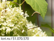 Гусеница капюшонницы салатной (Cucullia lactucae) на листе гортензии Caterpillar (Cucullia lactucae) on a hydrangea leaf. Стоковое фото, фотограф Краснова Ирина / Фотобанк Лори