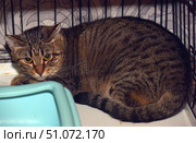 A close-up of a wary tabby cat sitting in a cage. The cat is curled up with its ears flattened and its paws tucked tightly under its body, indicating anxiety or mistrust. The fur is short and thick, with a bright brown-gray tabby pattern and dark stripes down its back and tail. The eyes are large and amber-colored, looking straight at the camera. The corner of a light blue plastic container is visible in the foreground, and behind the cat are the metal bars of the cage and a background pattern. The scene conveys the atmosphere of a shelter or temporary animal shelter, and highlights the character and personality of the cat. Стоковое фото, фотограф Анна Кривицкая / Фотобанк Лори