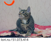 A young tabby cat with a white spot on his chest sits on a pink blanket, looking with interest at an orange toy hanging above him. The kitten is in a playful pose, paws slightly bent, ears alert, eyes wide open. In the background is a light wall with a subtle pattern of cracks, creating a soft contrast with the bright color of the toy and blanket. The photo conveys the moment of concentration and hunting instinct of a domestic cat ready to pounce. Стоковое фото, фотограф Анна Кривицкая / Фотобанк Лори