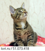 A young tabby kitten with a white spot on his chest sits on a pink blanket and looks up with curiosity. The animal has large expressive eyes, alert ears and soft short fur with a characteristic brindle pattern. The background is a light wall with a light relief pattern, creating a soft contrast and highlighting the kitten. The photo conveys a moment of attentiveness and interest inherent in young cats and is ideal for illustrating themes related to pets, animal care and the playful nature of cats. Стоковое фото, фотограф Анна Кривицкая / Фотобанк Лори