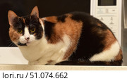 A close-up of a tortoiseshell cat with a distinct coat pattern - a combination of black, red and white. The animal has large yellow eyes with an attentive, slightly wary look, neat ears and thick, shiny fur. The cat is lying on a light surface, the background is a household setting with soft lighting, which emphasizes the richness of the color and the details of the fur texture. The atmosphere of the frame conveys the calmness and confidence of the pet. Стоковое фото, фотограф Анна Кривицкая / Фотобанк Лори