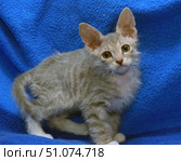 A gray kitten with soft wavy fur and large ears poses against a bright blue blanket. The animal has expressive amber eyes and white markings on its chest and paws. The kitten looks a little wary, but at the same time curious, slightly tilting its head to the side. The background made of blue textile material emphasizes the color of the fur and makes the kitten's image even more attractive. The photo was taken in a studio setting, with an emphasis on the details of the fur and the animal's facial expressions. Стоковое фото, фотограф Анна Кривицкая / Фотобанк Лори